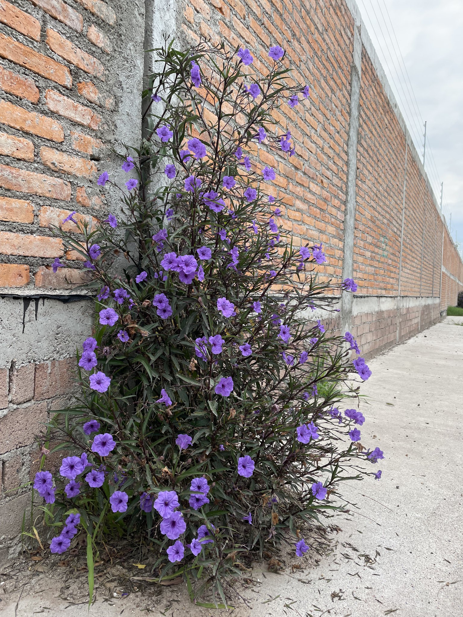 Ruellia brittoniana 'Compacta'